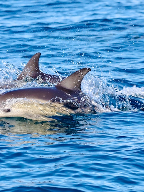 Dolphins swimming in the ocean near Newcastle, Australia.