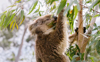 Koala eating eucalyptus leaves at Phillip Island Koala Conservation Reserve.