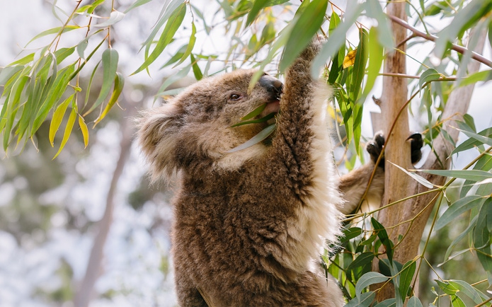Koala eating eucalyptus leaves at Phillip Island Koala Conservation Reserve.