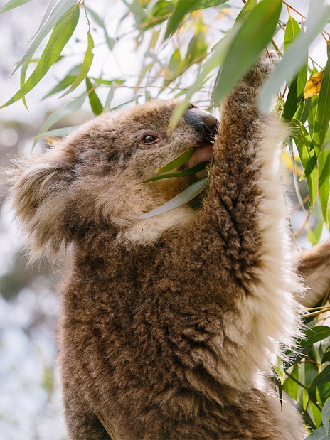 Koala eating eucalyptus leaves at Phillip Island Koala Conservation Reserve.