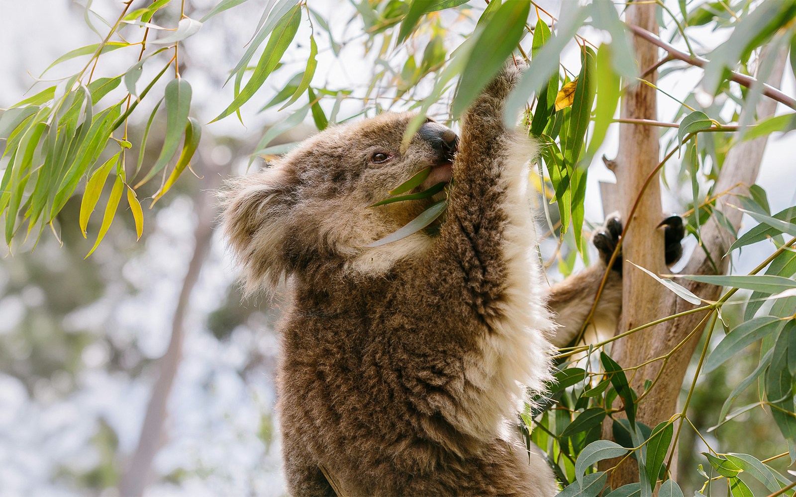 koalas at phillip island