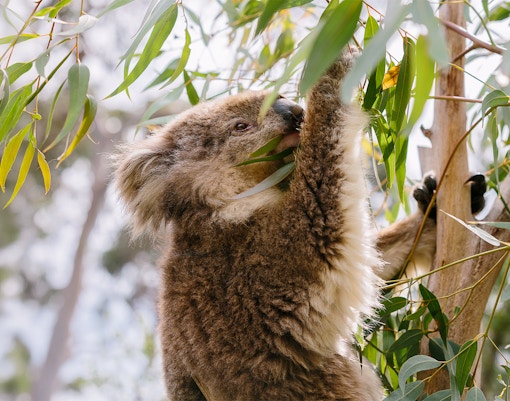 Koala’s at the Phillip Island Koala Conservation Reserve