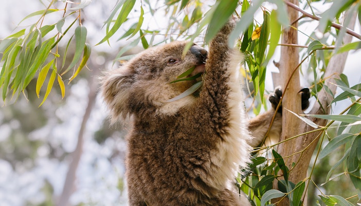 Koala’s at the Phillip Island Koala Conservation Reserve