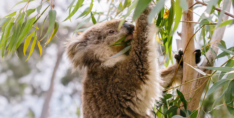 Koala’s at the Phillip Island Koala Conservation Reserve