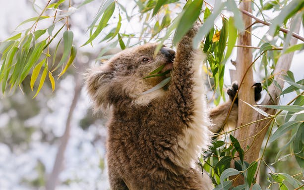 Koala eating eucalyptus leaves at Phillip Island Koala Conservation Reserve.
