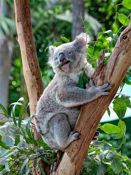 Koala eating leaves in a tree at Featherdale Wildlife Park.