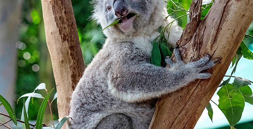 Featherdale Wildlife Park Tickets