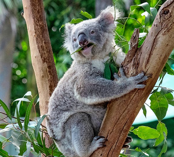 Koala eating leaves in a tree at Featherdale Wildlife Park.