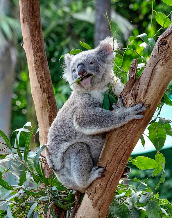 Koala eating leaves in a tree at Featherdale Wildlife Park.