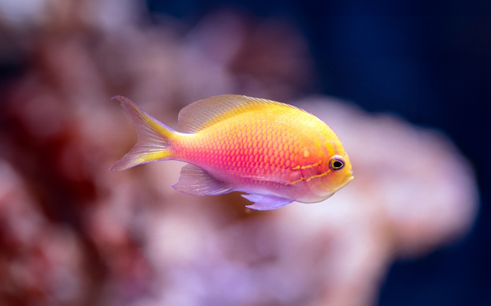 Colorful fish swimming in Cairns Aquarium exhibit.