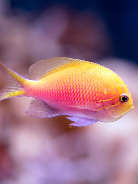 Colorful fish swimming in Cairns Aquarium exhibit.