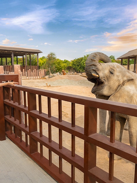 Father and son observing an elephant at Dubai Safari Park.