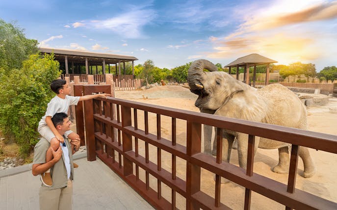 Father and son observing an elephant at Dubai Safari Park.