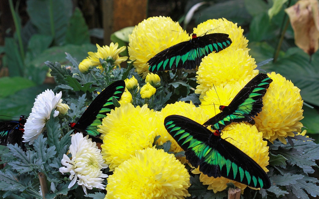 Butterflies on yellow flowers in Cameron Highlands garden.