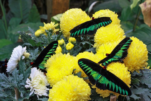 full-day guided tour of cameron highlands with shared transfers from kuala lumpur-6