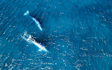 Two whales swimming in clear blue ocean waters.