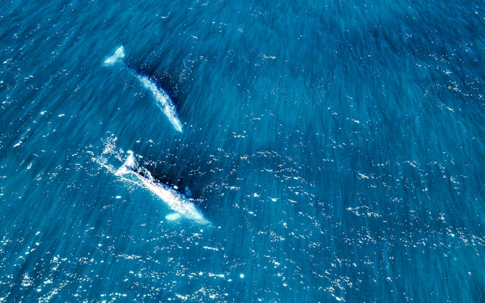 Two whales swimming in clear blue ocean waters.