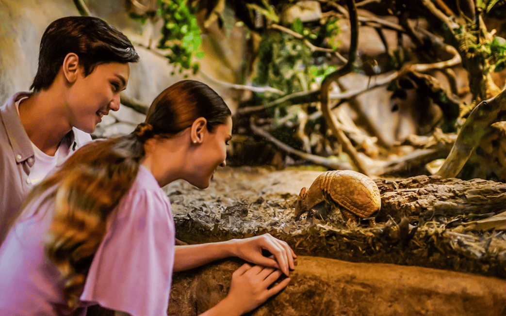 Visitors observing a three-banded armadillo on the Fishing Cat Trail.