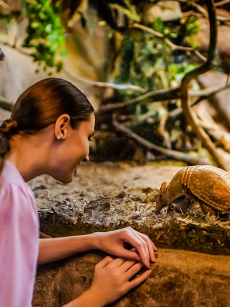 Visitors observing a three-banded armadillo on the Fishing Cat Trail.