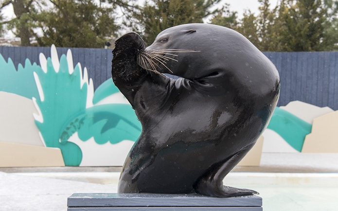 Sea lion performing at New York Aquarium.