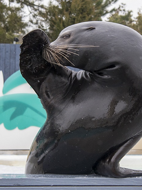Sea lion performing at New York Aquarium.