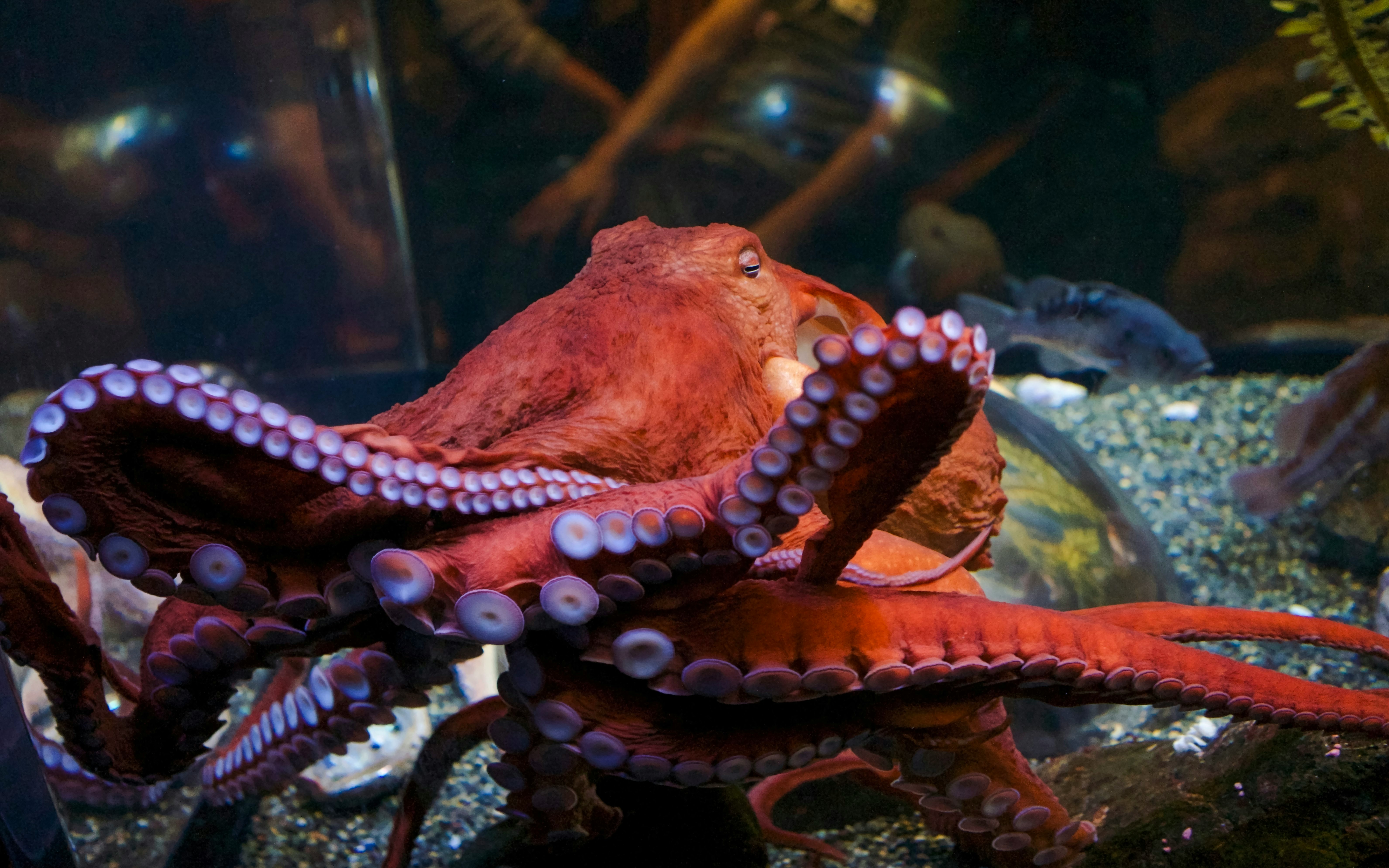 Giant Pacific octopus in tank at Aquarium of the Bay.