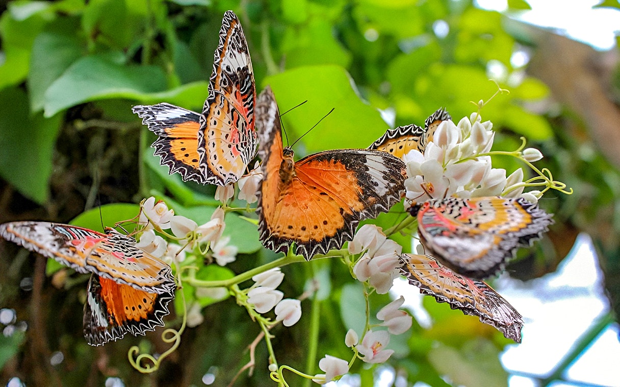 Butterflies on flowers inside Entopia by Penang Butterfly Farm.