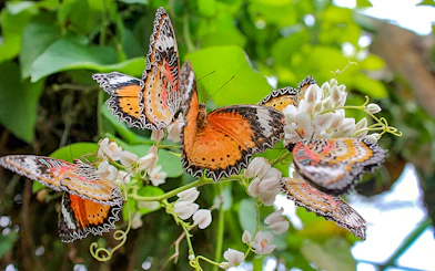 Butterflies on flowers inside Entopia by Penang Butterfly Farm.