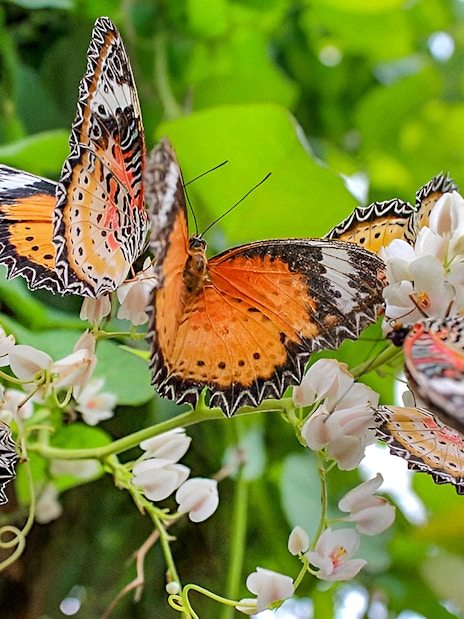Butterflies on flowers inside Entopia by Penang Butterfly Farm.