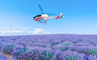 Helicopter flying over lavender fields during a shared panoramic tour.