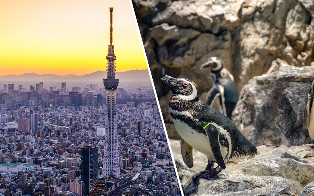 Tokyo Skytree at sunset and penguins at Sumida Aquarium.