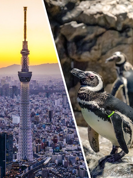 Tokyo Skytree at sunset and penguins at Sumida Aquarium.