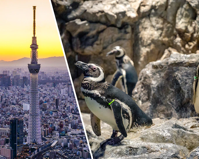 Combo: TOKYO SKYTREE + Sumida Aquarium Tickets