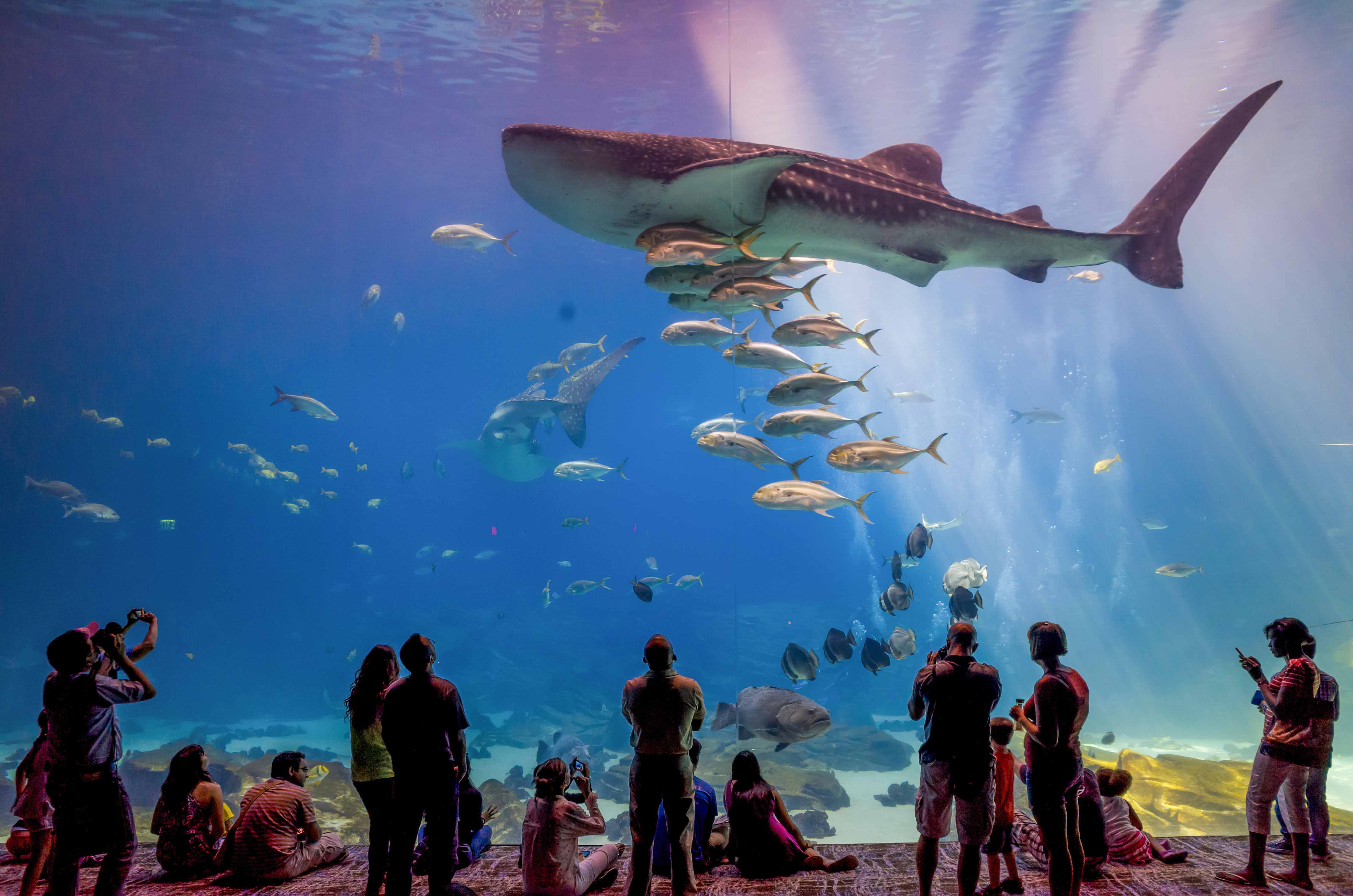 Best time to visit Georgia Aquarium for a stress-free experience