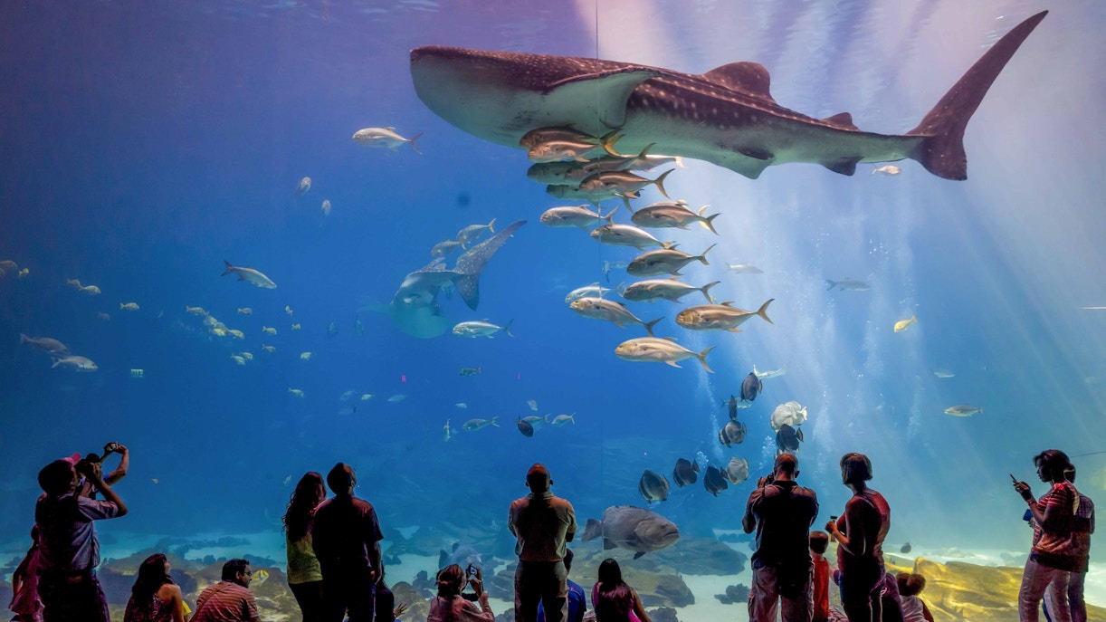 Visitors observing marine life at Georgia Aquarium, Atlanta.