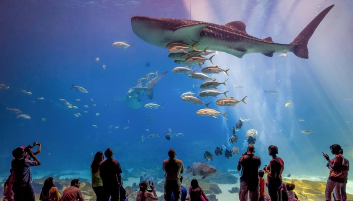 Visitors observing marine life at Georgia Aquarium, Atlanta.