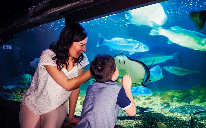 Visitors interacting with marine life at SEA LIFE London aquarium.