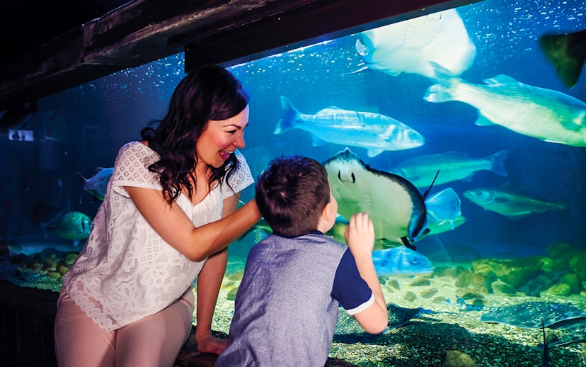 Visitors interacting with marine life at SEA LIFE London aquarium.