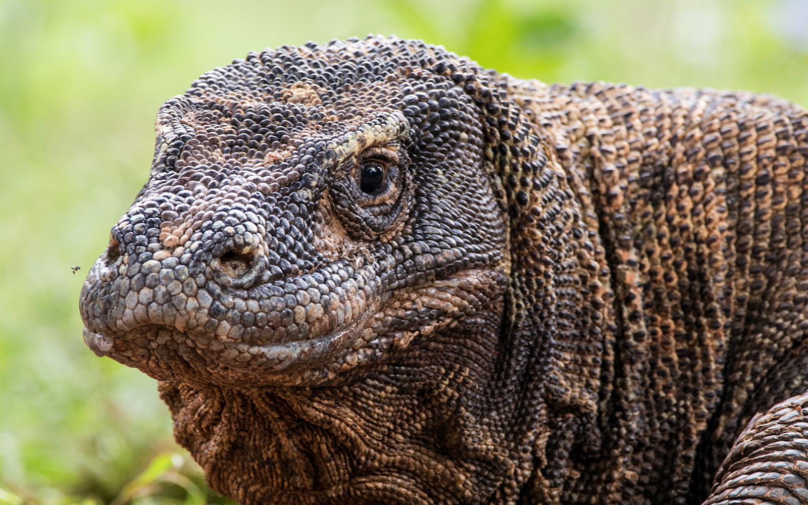 Reptile House at Lisbon Zoo