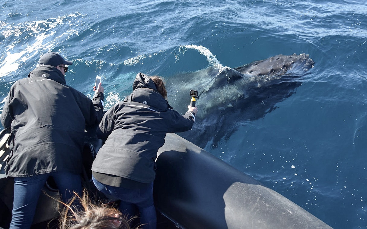 Whale surfaces near inflatable boat during Sydney adventure cruise.