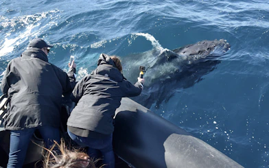 Whale surfaces near inflatable boat during Sydney adventure cruise.