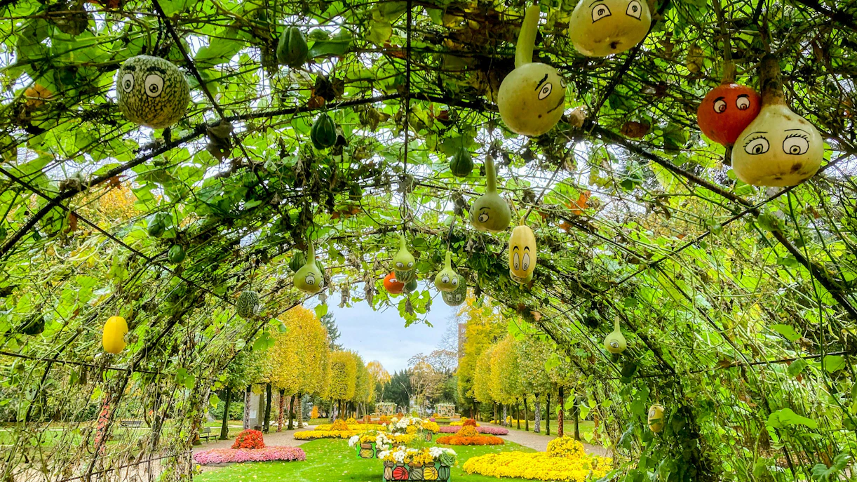 Gourds with faces hanging in Rouen Botanical Garden, Normandy, France.