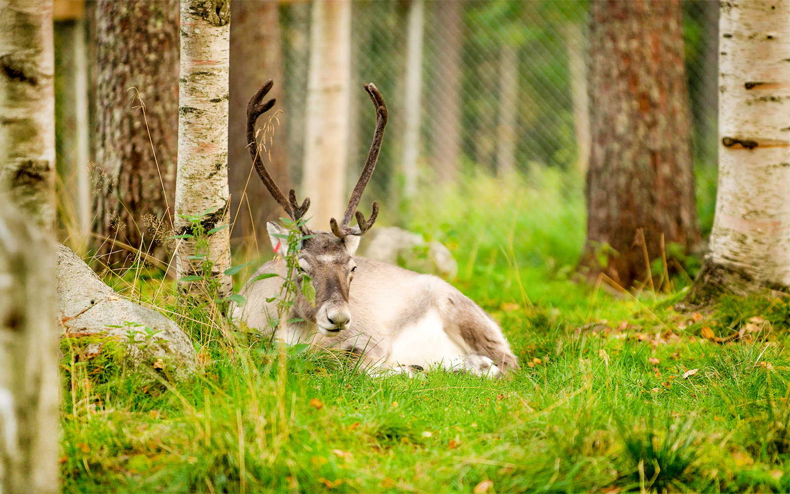 Reindeer resting among trees at Ranua Wildlife Park.