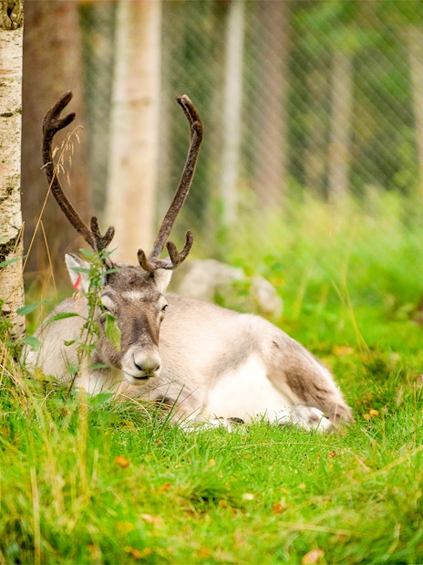 Reindeer resting among trees at Ranua Wildlife Park.