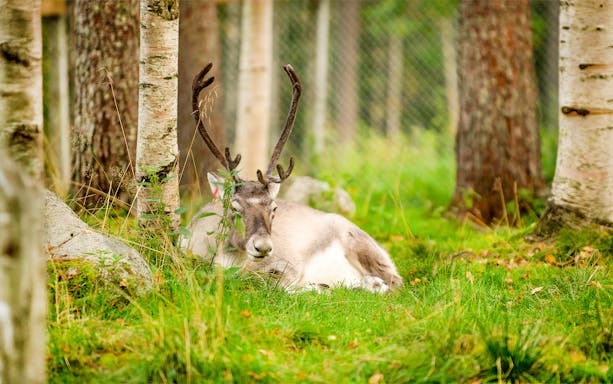 Reindeer resting among trees at Ranua Wildlife Park.