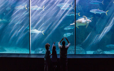 Family observing marine life at Seville Aquarium.