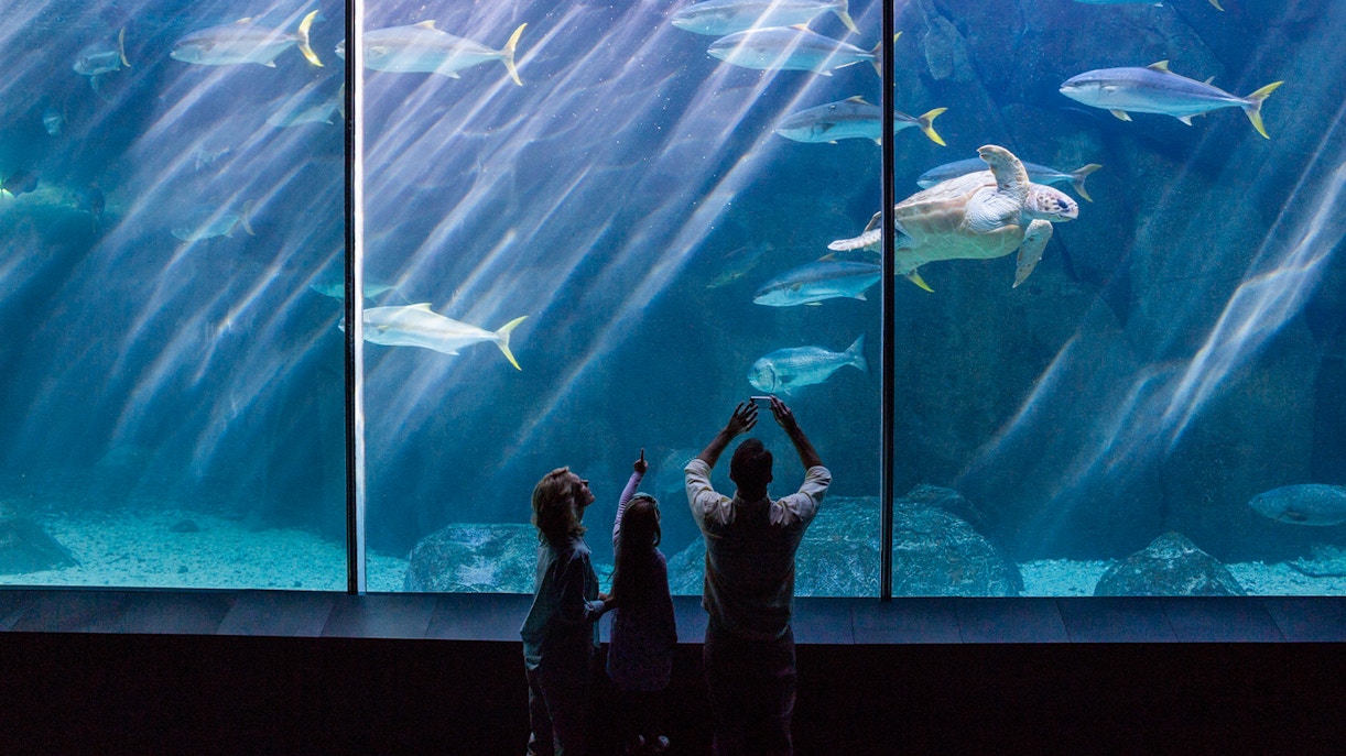 Seville Aquarium Tickets