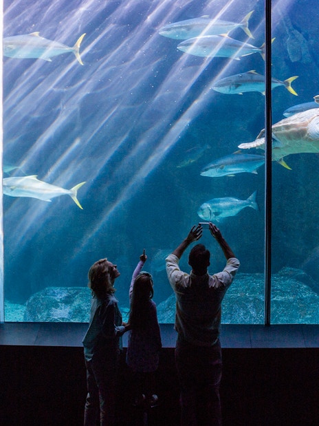 Family observing marine life at Seville Aquarium.