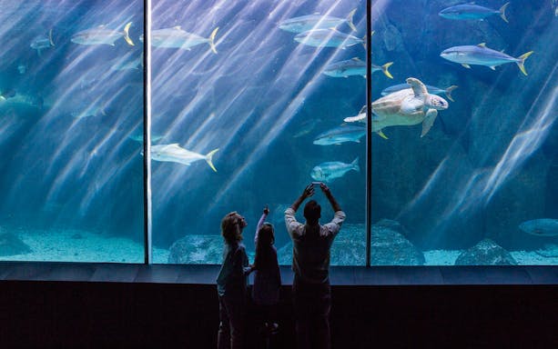 Family observing marine life at Seville Aquarium.
