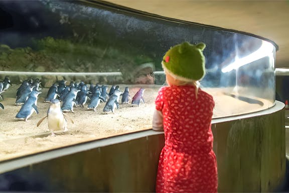 phillip island nature parks penguin parade tickets-8